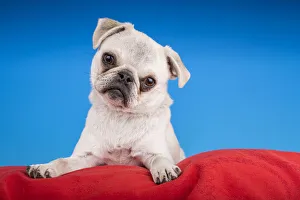 Images Dated 18th March 2016: White Pug puppy resting on a red cushion. (PR)