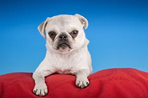 Companion Prints: White Pug puppy resting on a red cushion. (PR)