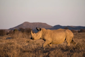Private Prints: White Rhinoceros (Ceratotherium simum), Great Karoo, Private Reserve, SOUTH AFRICA