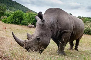 Herbivorous Prints: A White rhinoceros, Ceratotherium simum