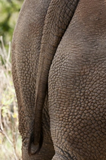 National Reserve Prints: White Rhinoceros (Cerototherium simium), Masai Mara, Kenya
