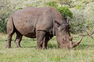 Images Dated 2021: White rhinoceros grazing among foothills in the Masai Mara, Kenya, Africa