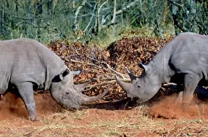 Fight Prints: Two White Rhinoceros, Square Lipped Rhinoceros (Ceratotherium simum) fighting in