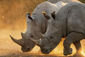 Herbivorous Prints: Two white rhinoceroses, Ceratotherium simum