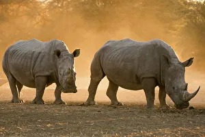 Herbivorous Prints: Two white rhinoceroses, Ceratotherium simum