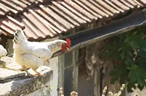 Ledge Prints: White rooster in the winery backyard looking down over a ledge getting ready to jump