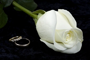 Life Style Prints: White rose and bride and groom wedding rings