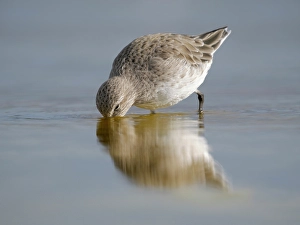 Images Dated 30th September 2024: White-rumped sandpiper feeding in a pond. South America, Falkland Islands, Volunteer Point
