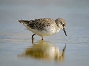 Images Dated 30th September 2024: White-rumped sandpiper feeding in a pond. South America, Falkland Islands, Volunteer Point