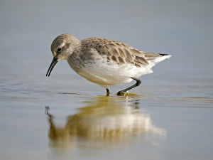 Images Dated 30th September 2024: White-rumped sandpiper feeding in a pond. South America, Falkland Islands, Volunteer Point