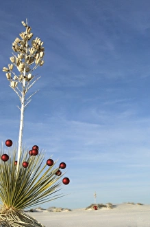 Images Dated 1st February 2010: White Sands National Monument, New Mexico, United States