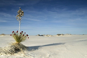 Gypsum Prints: White Sands National Monument, New Mexico, United States