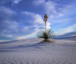 Images Dated 8th March 2023: White Sands National Park