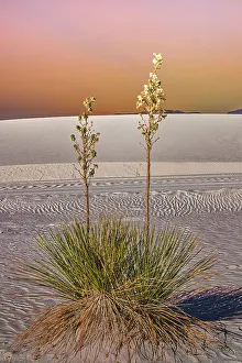 Gypsum Prints: White Sands National Park
