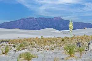Gypsum Prints: White Sands National Park