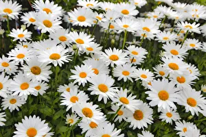 Pacific Coast Prints: White shasta daisy