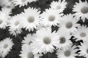 Black And White Prints: White shasta daisy in black and white