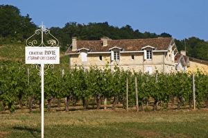 Bucolic Prints: A white sign in the vineyard and the chateau of Chateau Pavie 1st, premier first