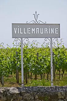 Images Dated 27th May 2005: A white sign in the vineyard saying Chateau Villemaurine Saint Emilion Bordeaux