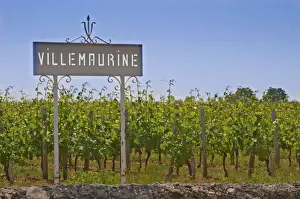 Roadsign Prints: A white sign in the vineyard saying Chateau Villemaurine Saint Emilion Bordeaux