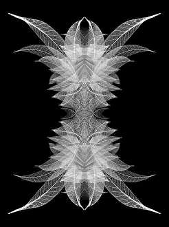 Skeleton Prints: White skeleton leaves arranged on black background