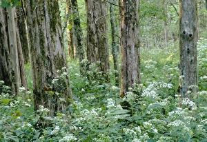 Mammoth Cave Prints: White snakeroot beneath a cedar forest, White Oak Trail, Mammoth Cave National Park