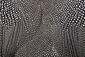 Natural Pattern Prints: White spots on black feathers of the Helmeted Guineafowl