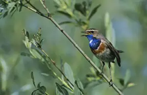 Communication Prints: White-spotted Bluethroat, Luscinia svecica cyanecula, male singing, Fretterans, France