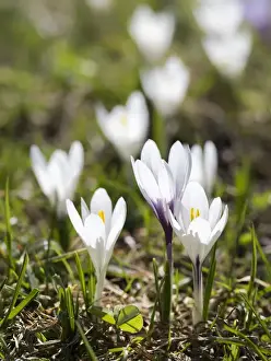 Crocus Prints: White Spring Crocus (Crocus vernus) in full bloom in the Eastern Alps of central Europe