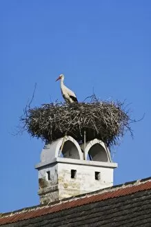 White Stork, Ciconia ciconia, adult on nest on chimney, Rust, National Park Lake Neusiedl