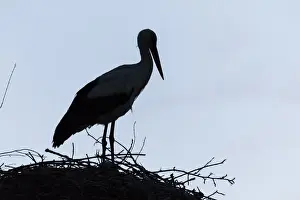 Hajdu Bihar Prints: White Stork (Ciconia ciconia) on nest in the hungarian Puszta during dawn silhouetted