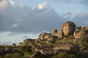 Protected Area Prints: White Stork (Ciconia ciconia) nesting on granite boulders Natural Monument of Los Barruecos