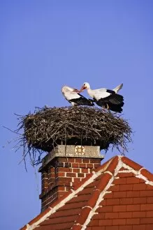 White Stork, Ciconia ciconia, pair on nest on chimney, Rust, National Park Lake Neusiedl