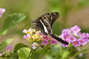 Images Dated 13th November 2007: white-striped Longtail (Chioides catillus) feeding at a lantana flower, Texas, USA
