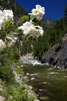 Images Dated 8th July 2006: White syringa flowers growing along the East Fork of the South Fork of the Salmon