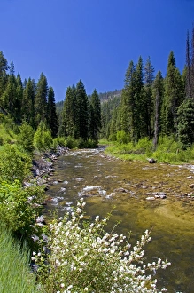 Images Dated 8th July 2006: White syringa flowers along the South Fork of the Salmon River near Yellow Pine, Idaho