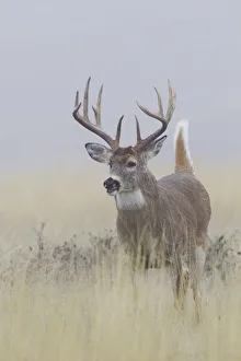 Buck Prints: White-tail deer buck