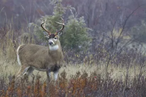 Images Dated 11th November 2016: White-tail deer buck