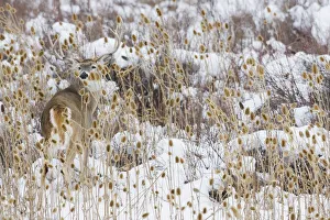 Buck Prints: White-tail deer buck camouflaged