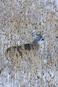 Prints of White-tail deer buck camouflaged in the thistle patch Images Dated 2019 November: White-tail deer buck camouflaged in the thistle patch