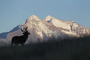 Ken Archer Prints: White-tail Deer Silhouette, Mission Mountains