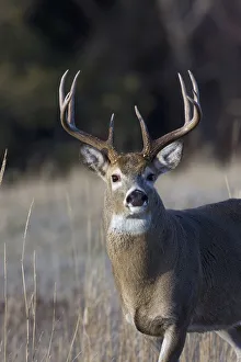 Ken Archer Prints: White-tailed Deer Buck