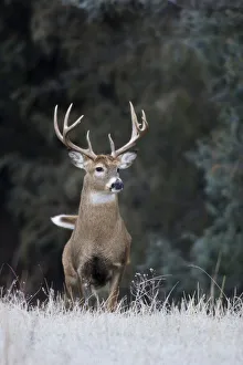 Images Dated 21st August 2020: White-tailed Deer Buck
