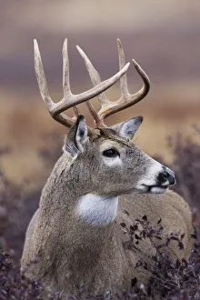 White-tailed Deer Buck