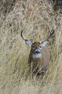 Buck Prints: White-tailed deer buck