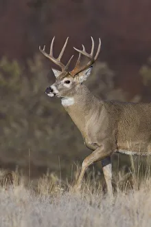 Images Dated 21st June 2021: White-tailed deer buck