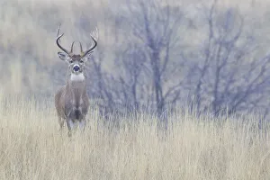 Buck Prints: White-tailed deer buck, foggy morning