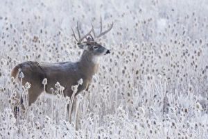 Animals Collection: White-tailed deer buck frosty winter morning