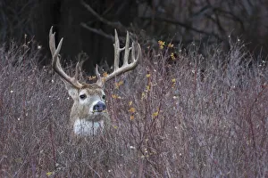Ken Archer Prints: White-tailed deer buck in thick cover