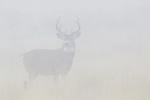 Ken Archer Prints: White-tailed deer buck in thick morning fog